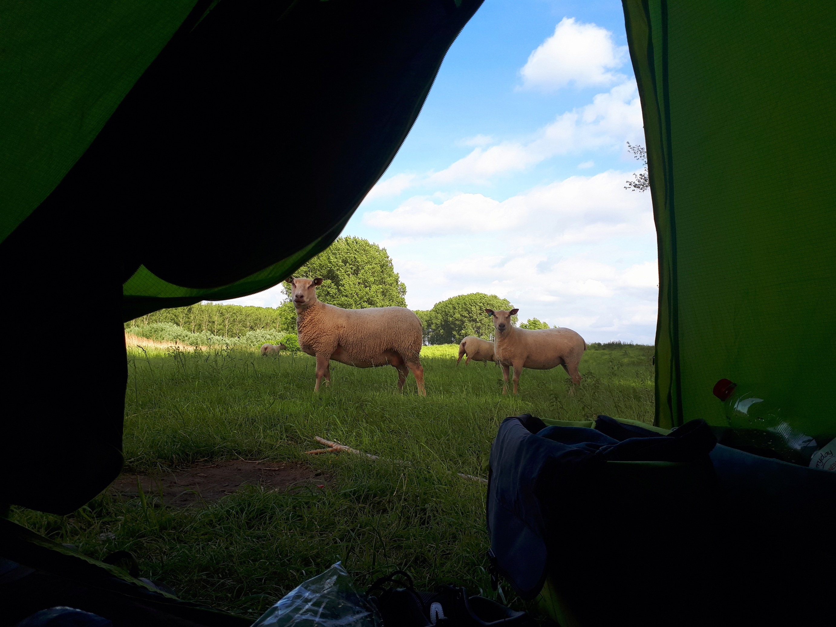 A picture from inside a tent, looking at sheep